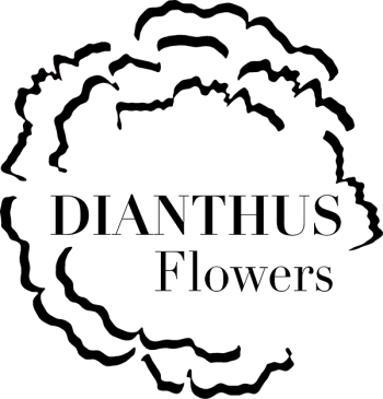 Dianthus Flowers